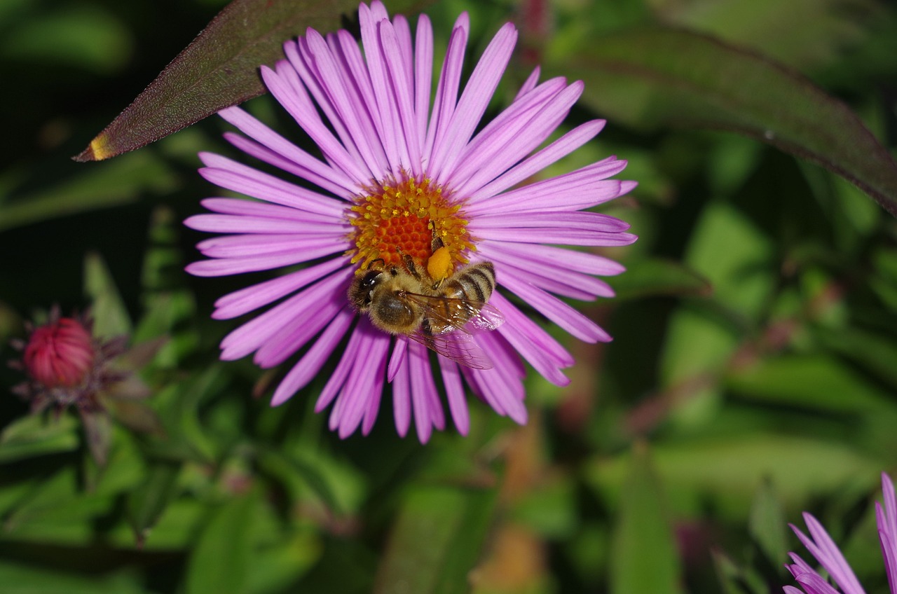 夢(mèng)幻花園官方最新版下載，探索虛擬花卉世界的全新體驗(yàn)之旅