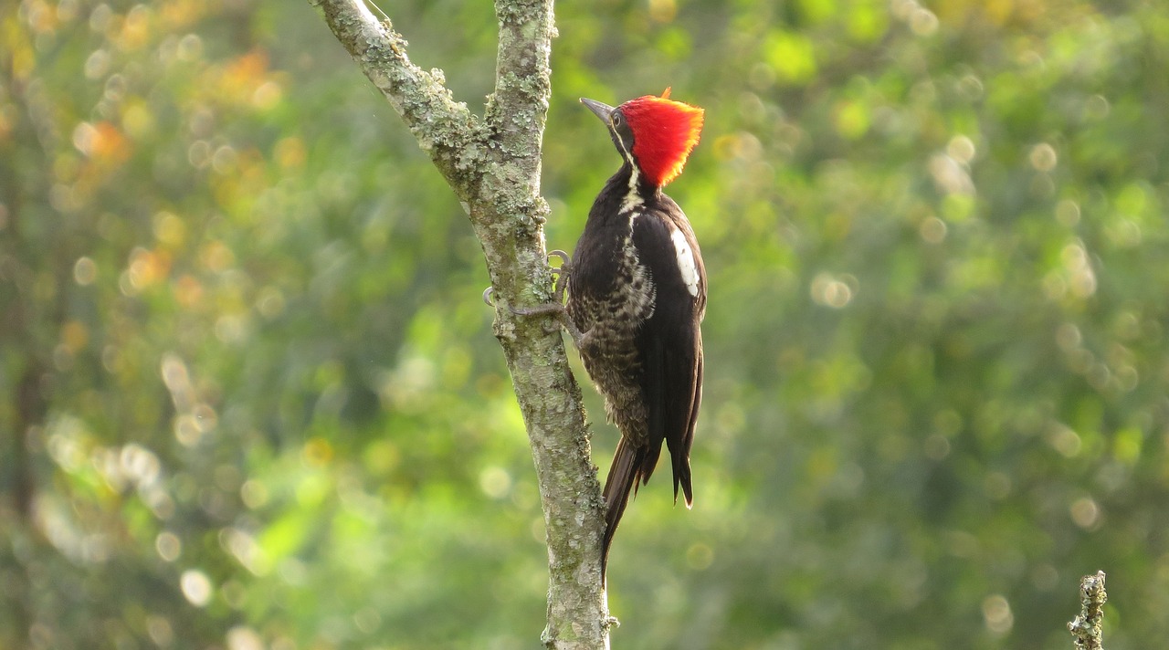 九科綠洲最新消息深度解析，最新動態(tài)與解讀