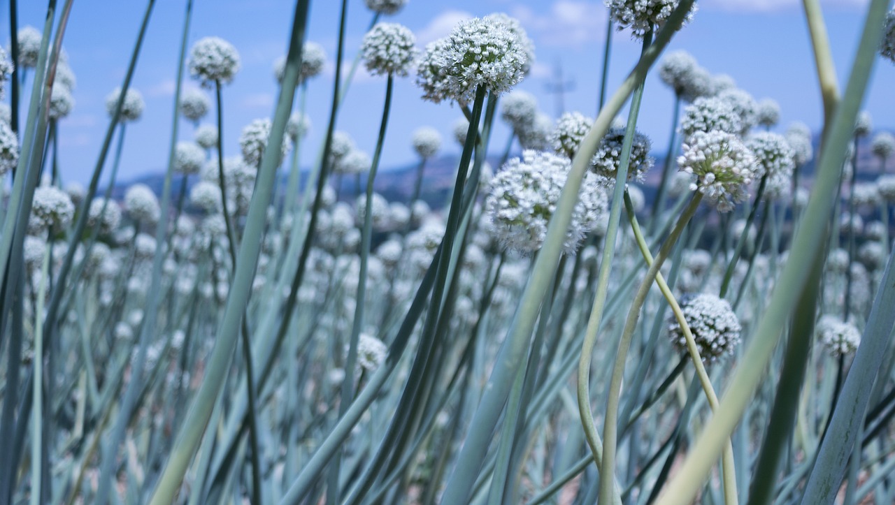 最新仿真花圖片與價(jià)格，美化生活的藝術(shù)品展示