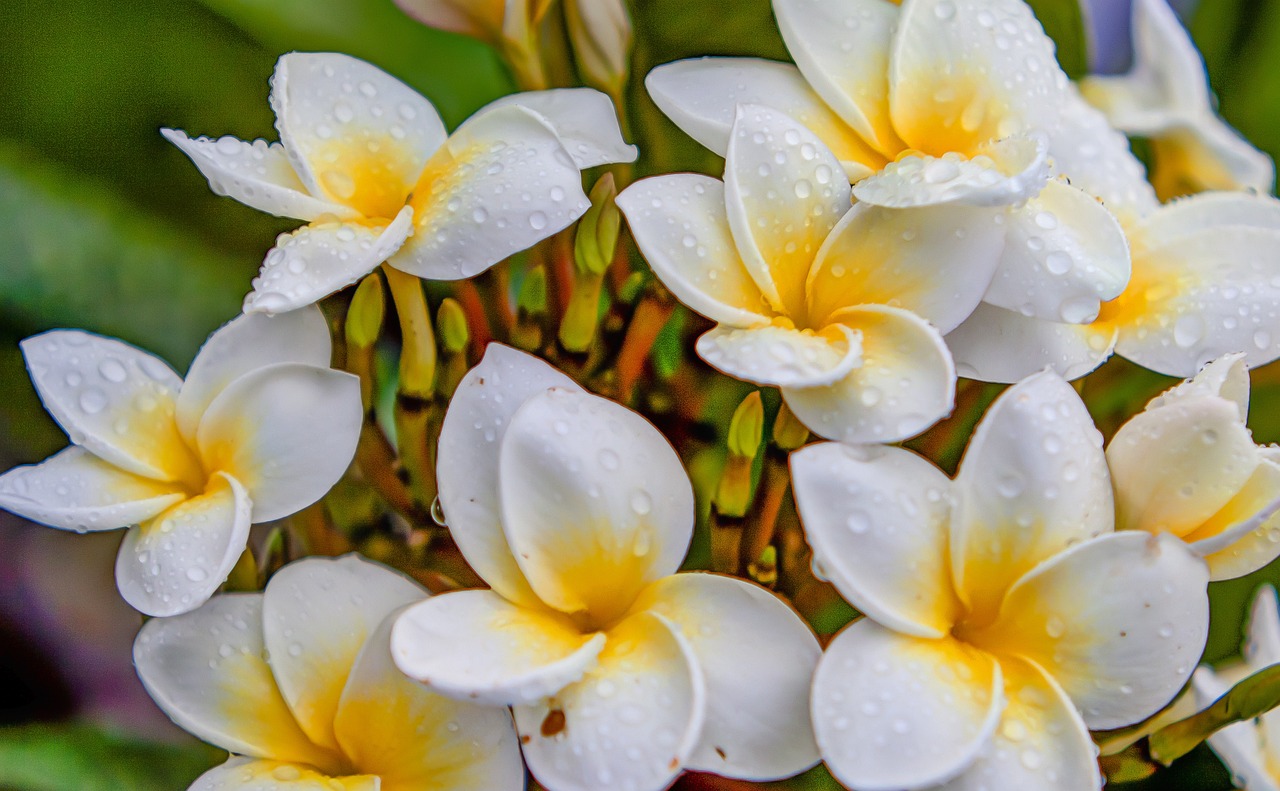 最新生肖桃花運(yùn)分析，揭秘2016年生肖桃花運(yùn)勢