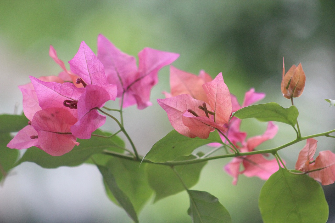 淮安豐球潤園最新價格揭秘，市場影響力與市場動態(tài)同步更新