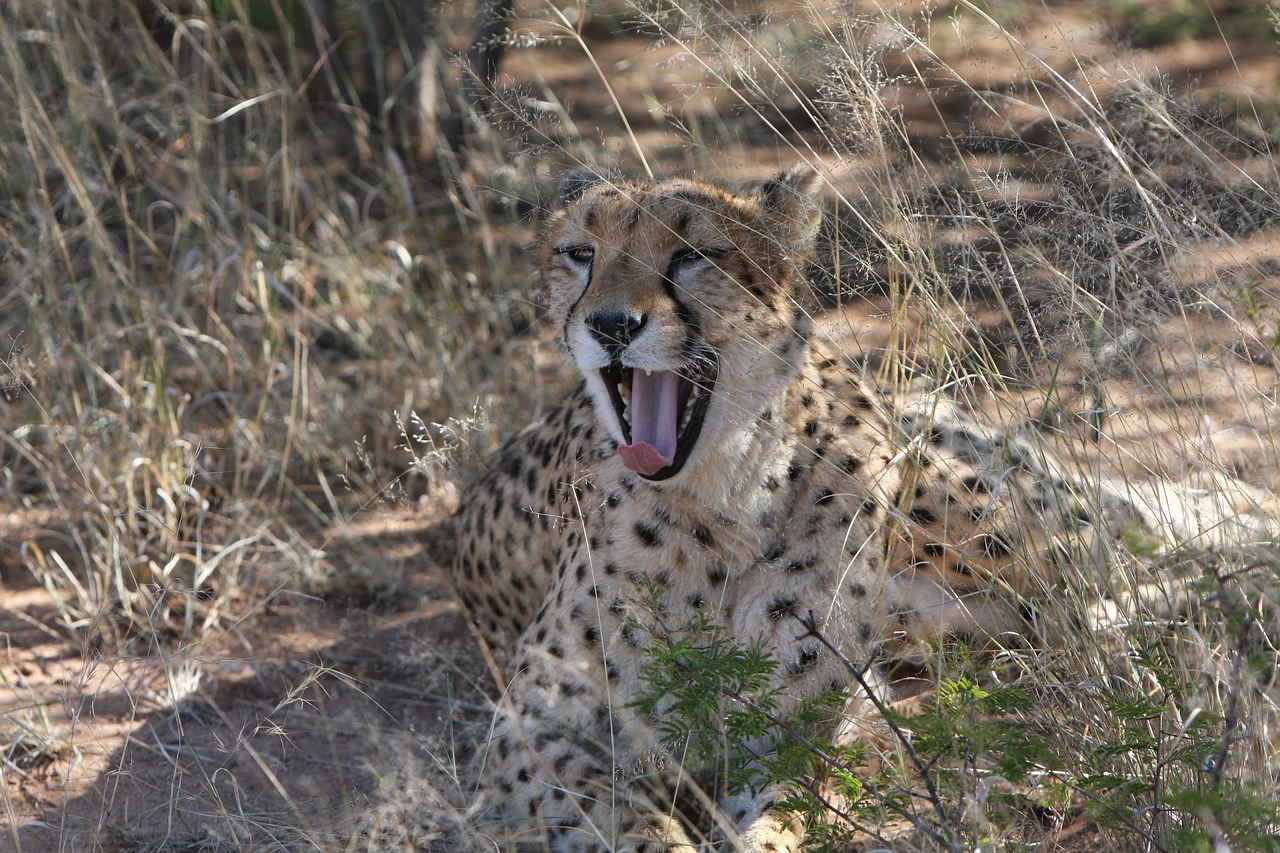 最新人與動(dòng)物電影網(wǎng)站，探索人與自然的和諧共生之道