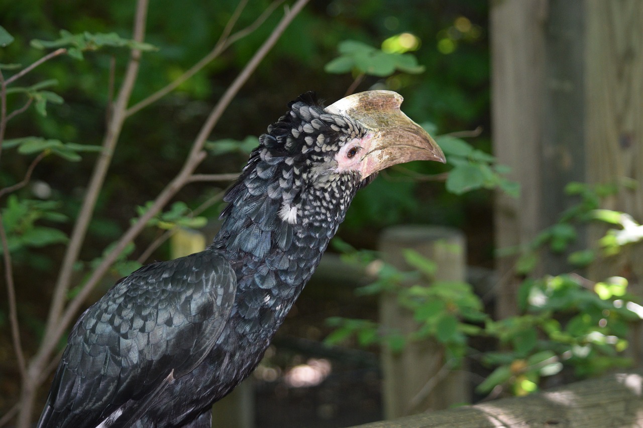 探尋保定城市中的自然之聲，最新百靈鳥(niǎo)信息一覽