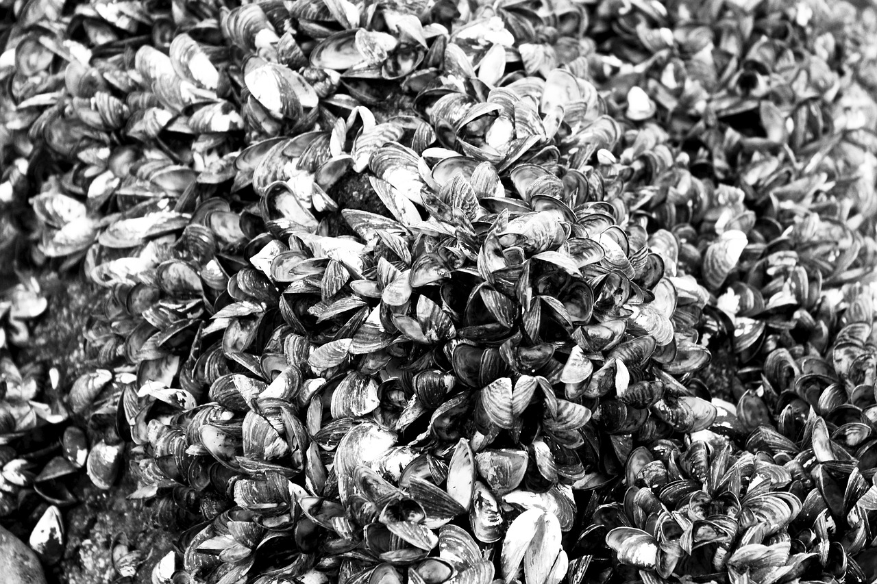 藍山海岸二期最新動態(tài)，引領居住新潮流，探索未來生活品質新境界