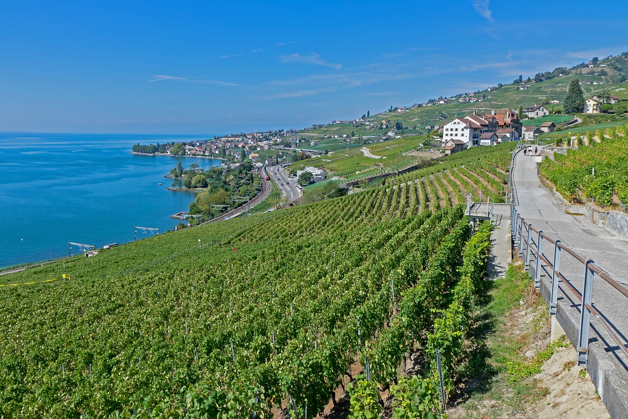 灤南澤平莊園，獨特魅力與發(fā)展前景的最新消息