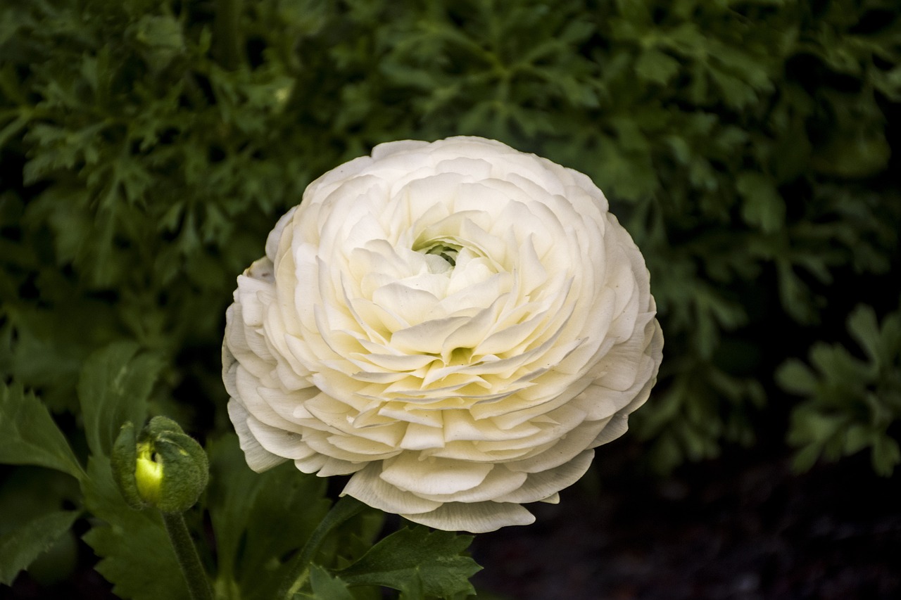 衡水溫莎花園最新動(dòng)態(tài)更新，最新消息一覽