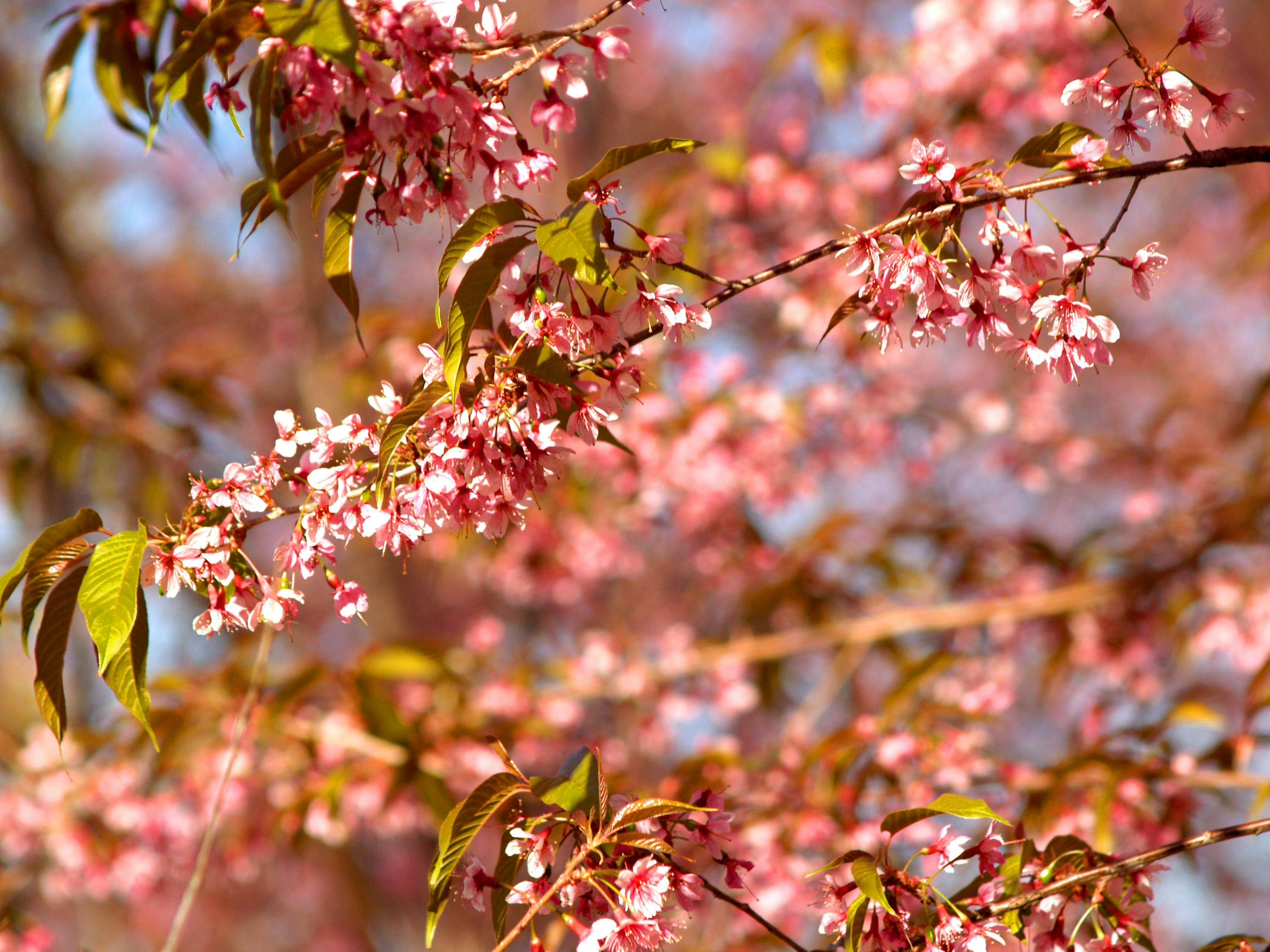 花伴落官途最新章節(jié)，權(quán)力之路的芬芳與挑戰(zhàn)