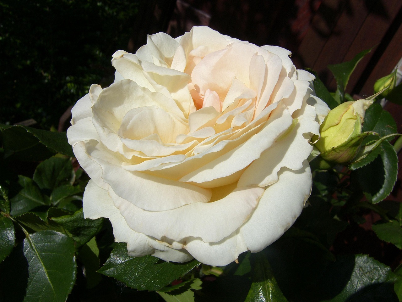 ?？诿利惾A居最新動(dòng)態(tài)，繁華都市中的理想居所更新消息