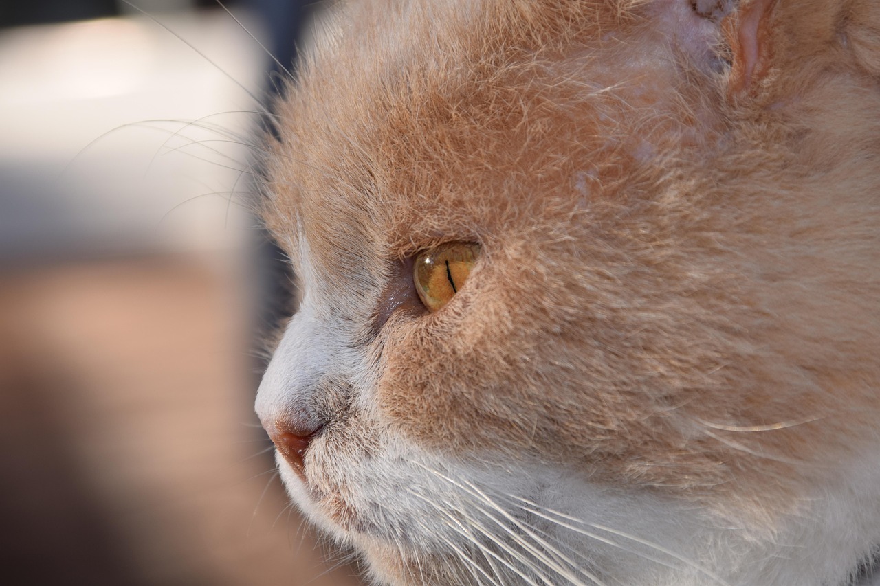 紅島經(jīng)濟(jì)區(qū)最新動(dòng)態(tài)解析，發(fā)展概況與深度解讀