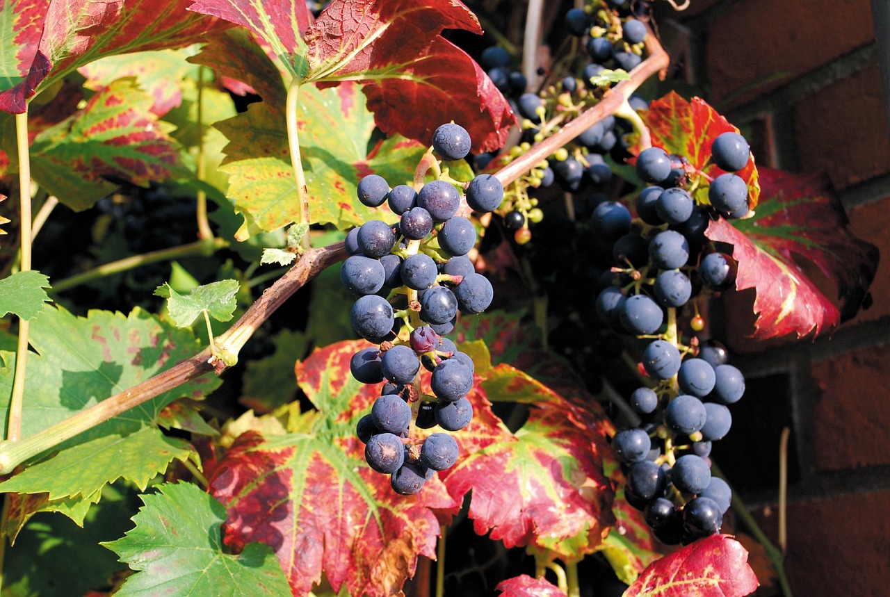 最新紅刺藤收購價(jià)格及分析其影響因素的探討