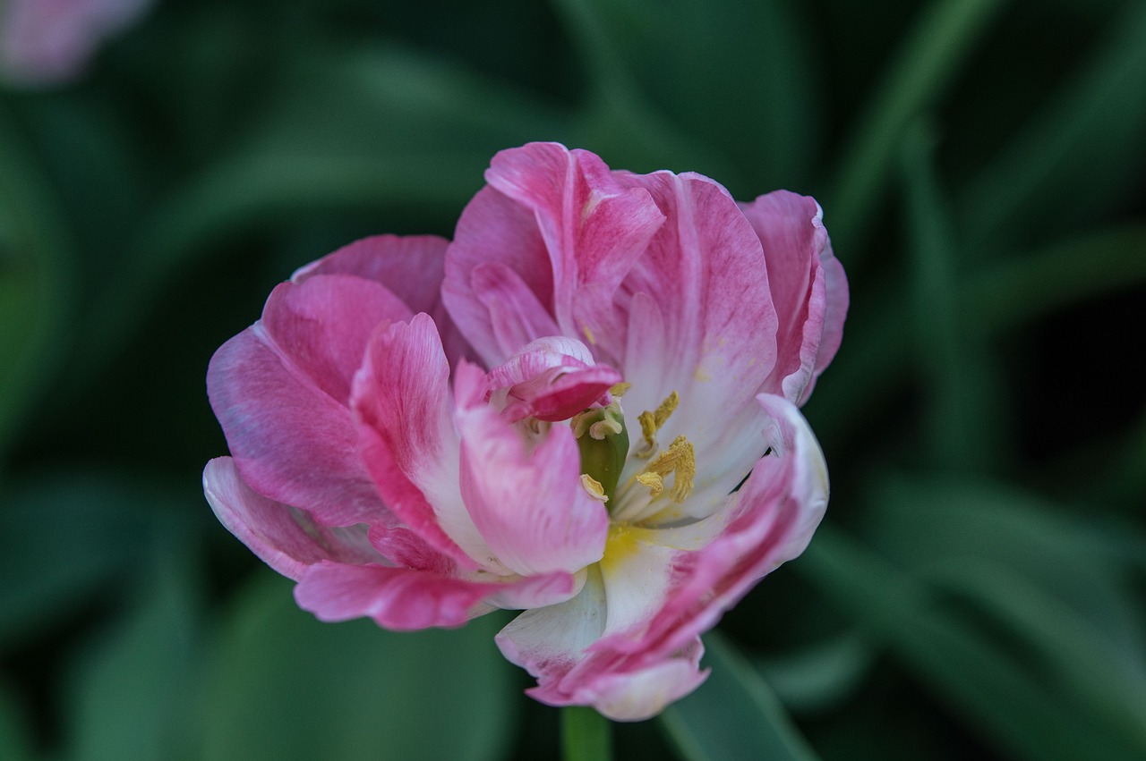 南京融創(chuàng)臻園最新動(dòng)態(tài)解析，深度了解最新消息