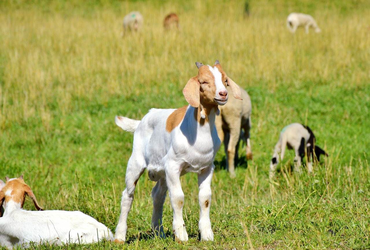 探索貓咪世界，最新應(yīng)用程序下載安裝指南
