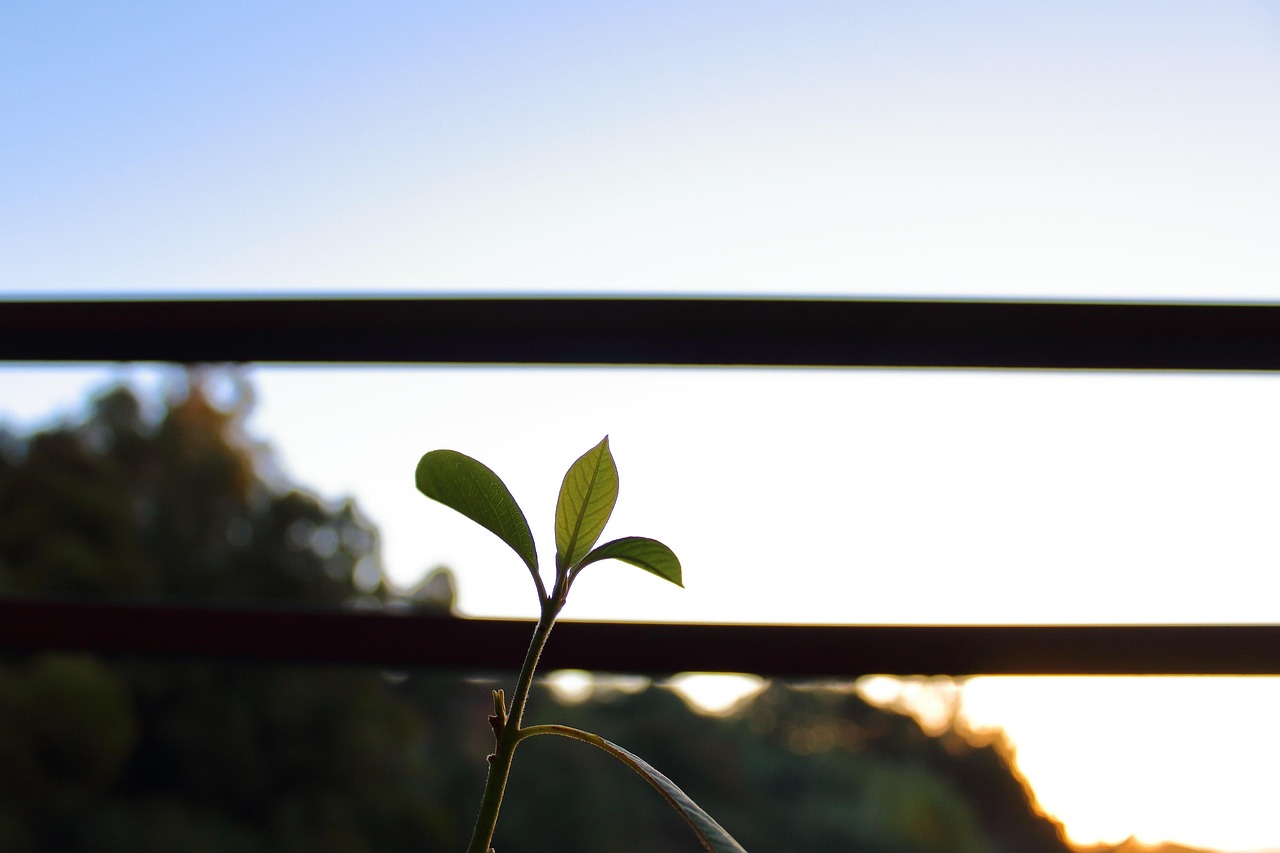朗詩紅樹林最新動態(tài)，引領(lǐng)綠色生活新篇章，開啟全新篇章