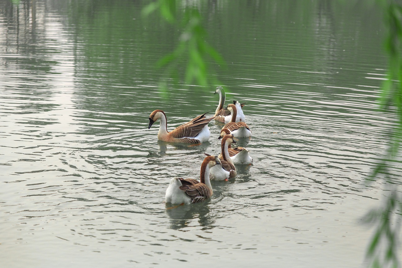 澳門科技大學(xué)最新消息綜述，發(fā)展動(dòng)態(tài)與亮點(diǎn)展示