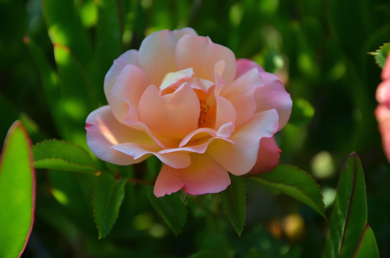 最新早上好圖片版本及其影響力