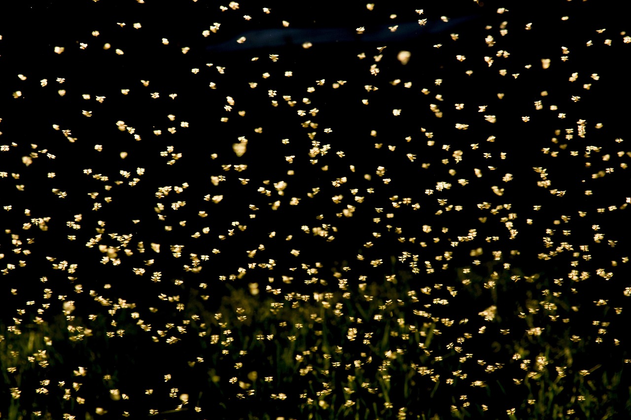 巢湖南路南延最新動(dòng)態(tài)，建設(shè)進(jìn)展及未來展望