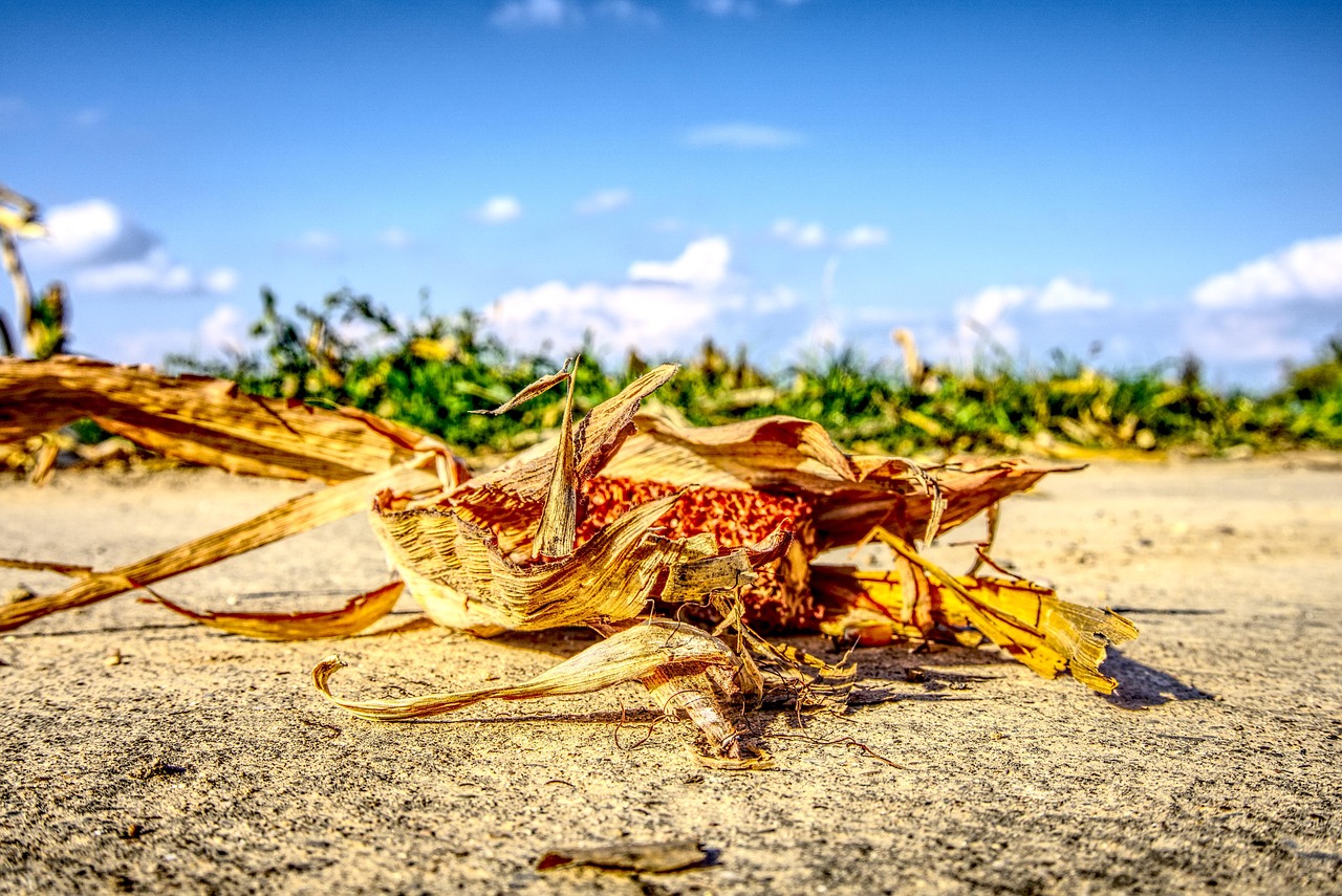 涿州京南一品最新動態(tài)，持續(xù)更新與深度解讀