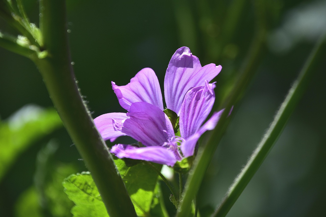 特朗普禁穆令最新動(dòng)態(tài)，爭(zhēng)議與真相深度解讀