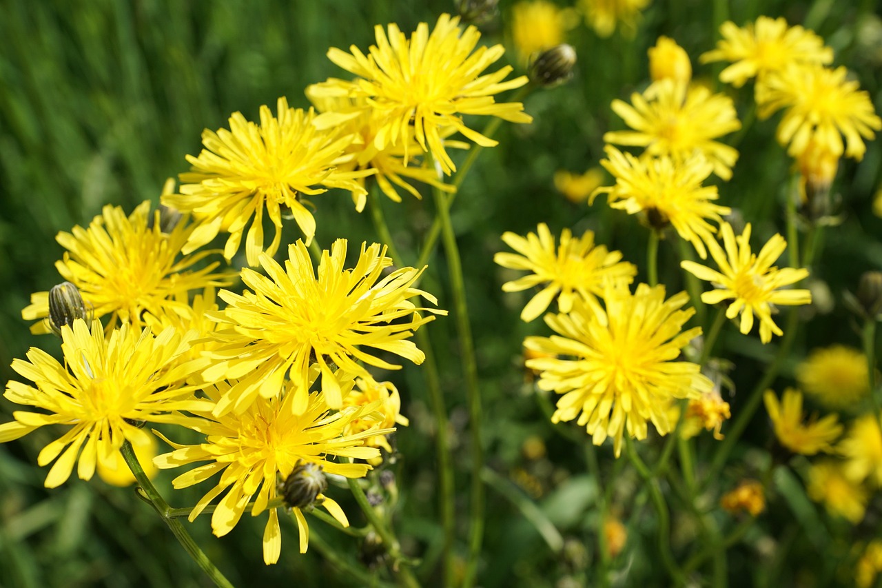 南駐阜蚌高鐵最新進(jìn)展報(bào)告，揭秘最新動(dòng)態(tài)與進(jìn)展里程碑